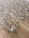 A large collection of plastic bottles of various shapes and sizes spread across a wooden floor. Some bottles are clear while others contain liquids of different colors. Many have colorful caps in shades like red, blue, green, and orange.