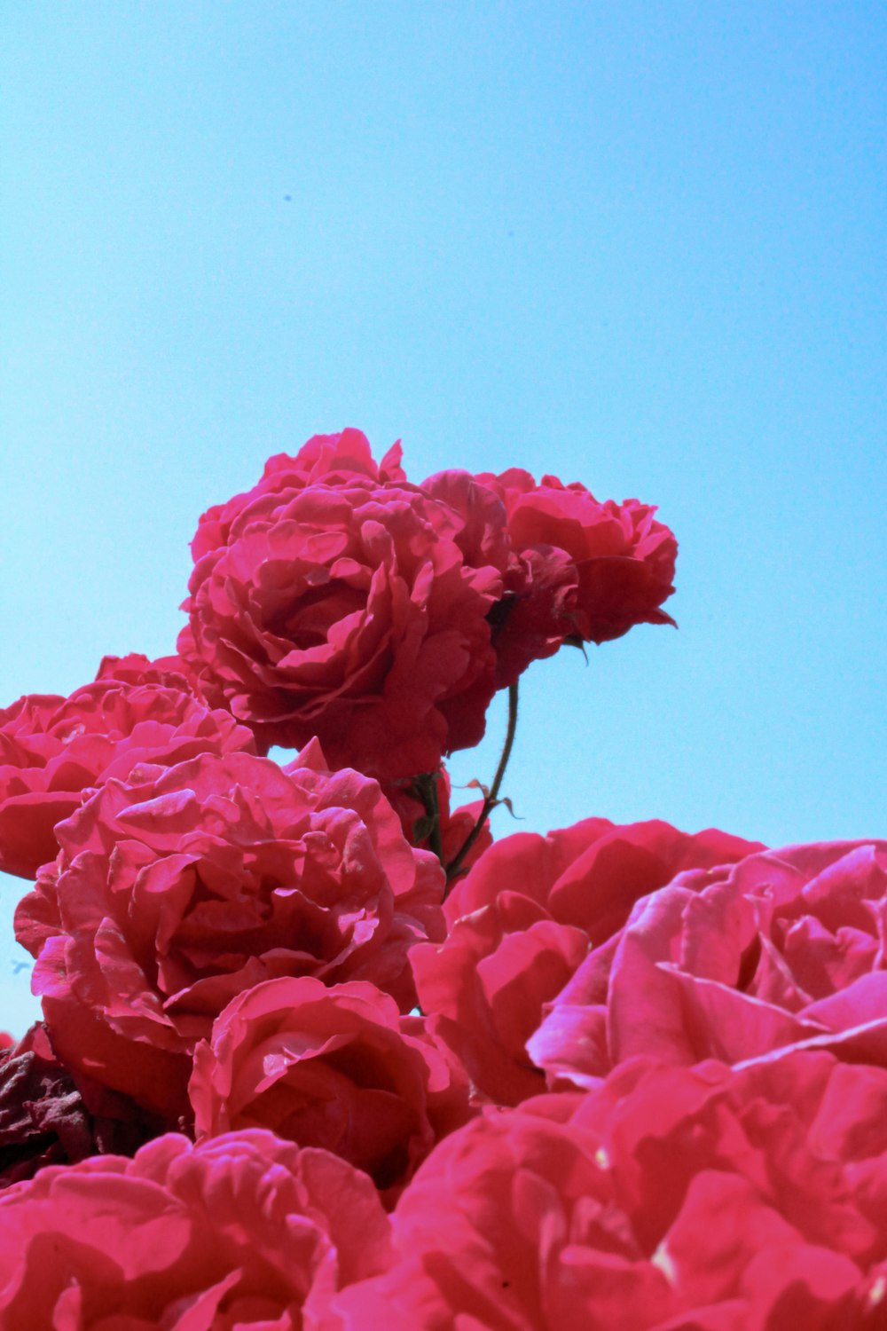 a bunch of red flowers sitting in the middle of a field