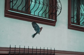 A bird with brown and dark blue-grey feathers is captured in mid-flight against the backdrop of a building facade. The building features multiple windows with decorative wrought iron bars and brown trim. The wall is a light teal color, and there is a black metal fence at the bottom of the image.