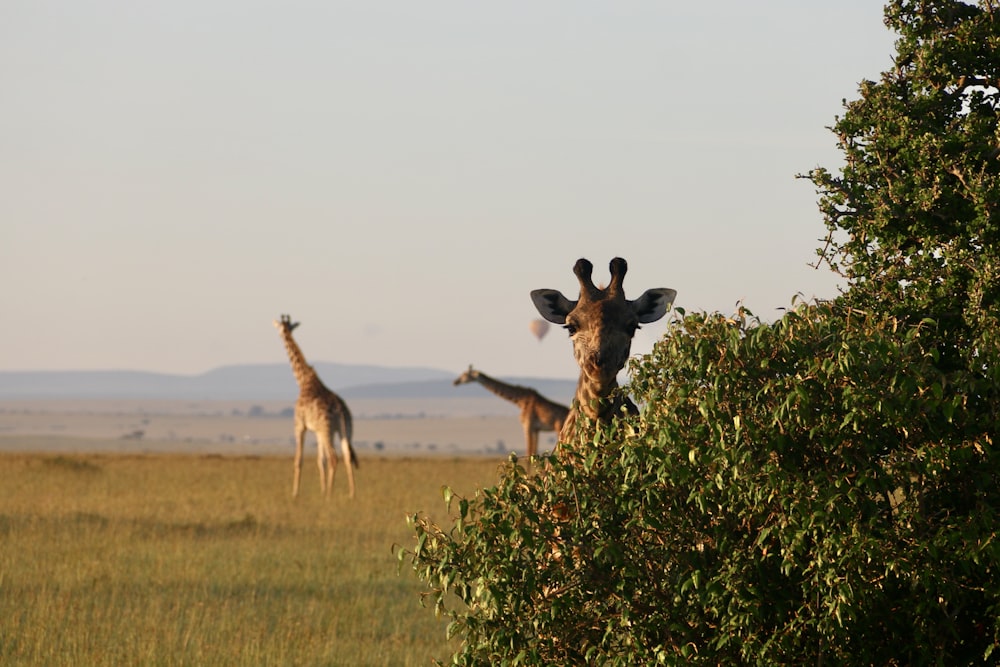 a group of giraffes standing in a field