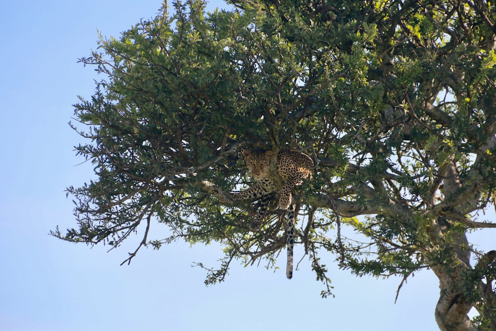 a leopard in a tree with a blue sky in the background