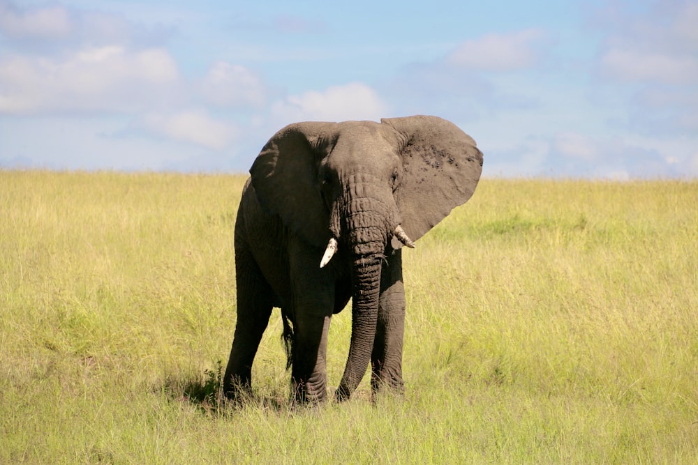 an elephant standing in a field of tall grass