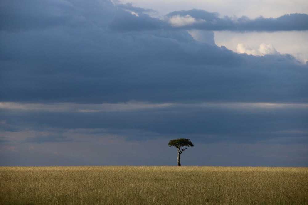 a lone tree in a field under a cloudy sky