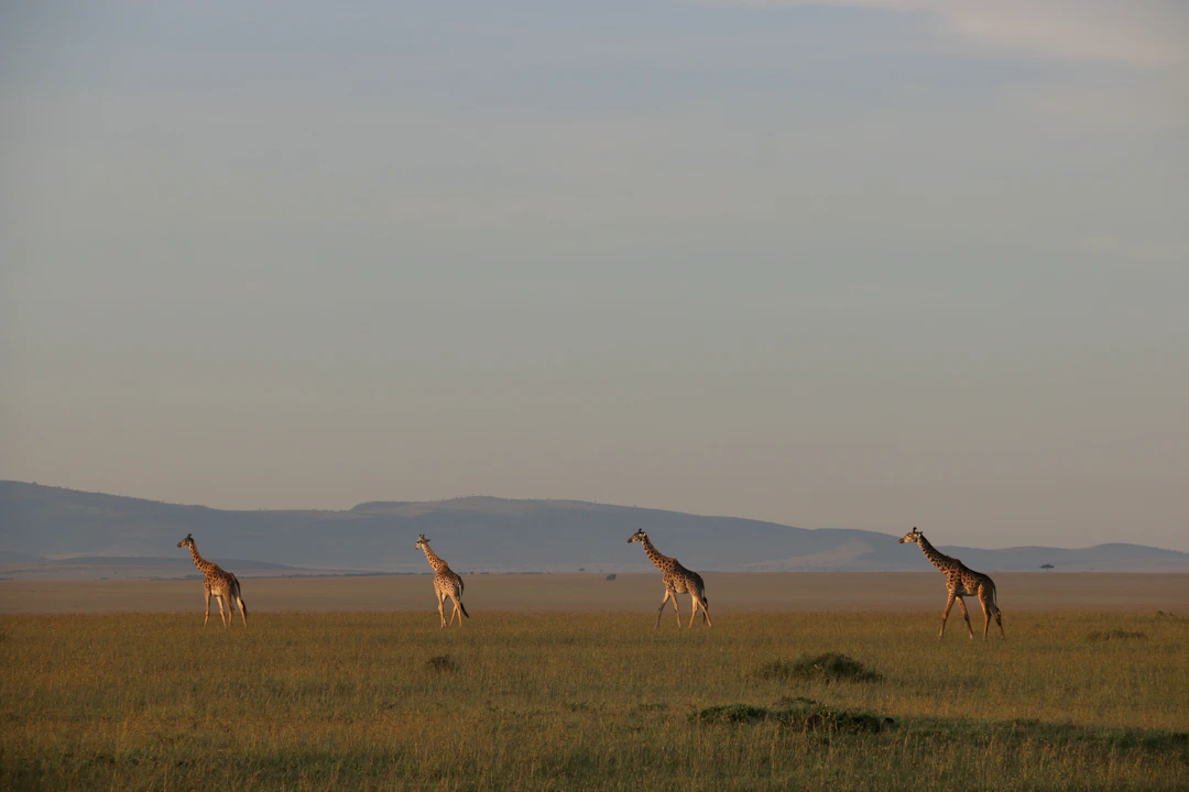 16-Day Kenya Family Itinerary: Wildlife & Coastal Relaxation