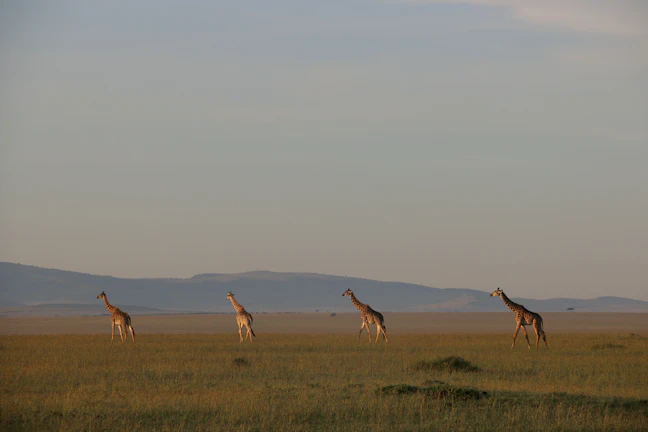 16-Day Kenya Family Itinerary: Wildlife & Coastal Relaxation