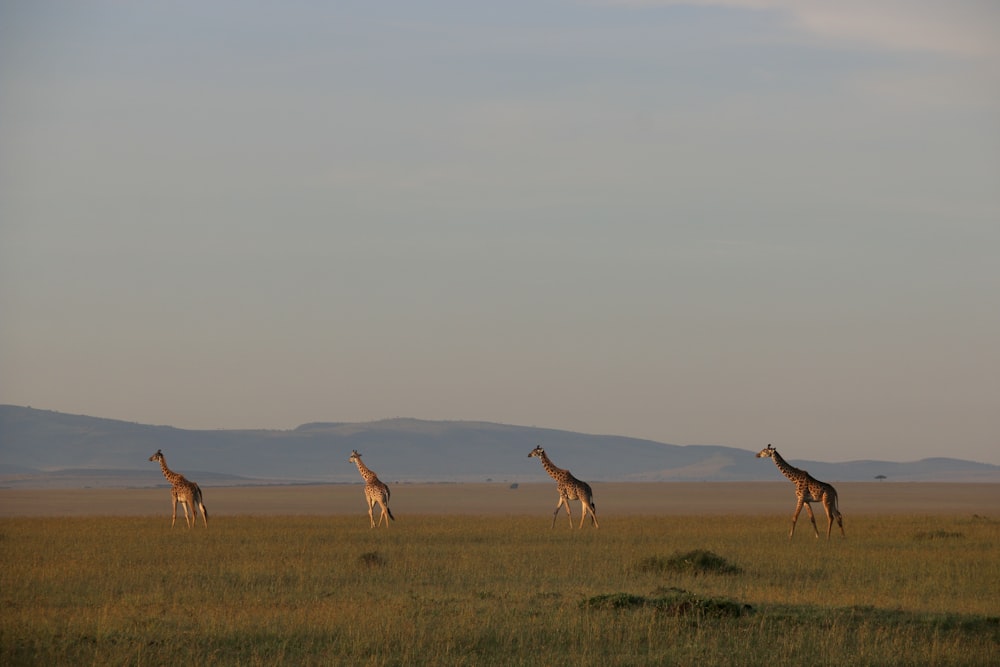a group of giraffes walking across a field