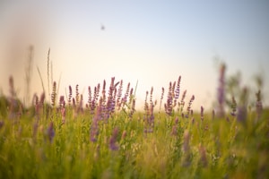 Lavender fields in Xinjiang glowing under soft sunlight with a skincare bottle in the foreground