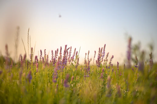 A serene lavender field at dawn with soft purple hues blending into a calm sky.