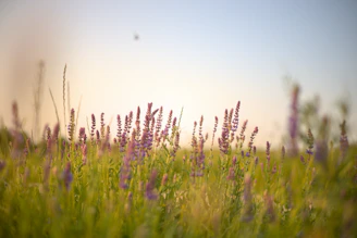 A serene image of lavender fields bathed in gentle sunlight, reflecting natural comfort and calm.