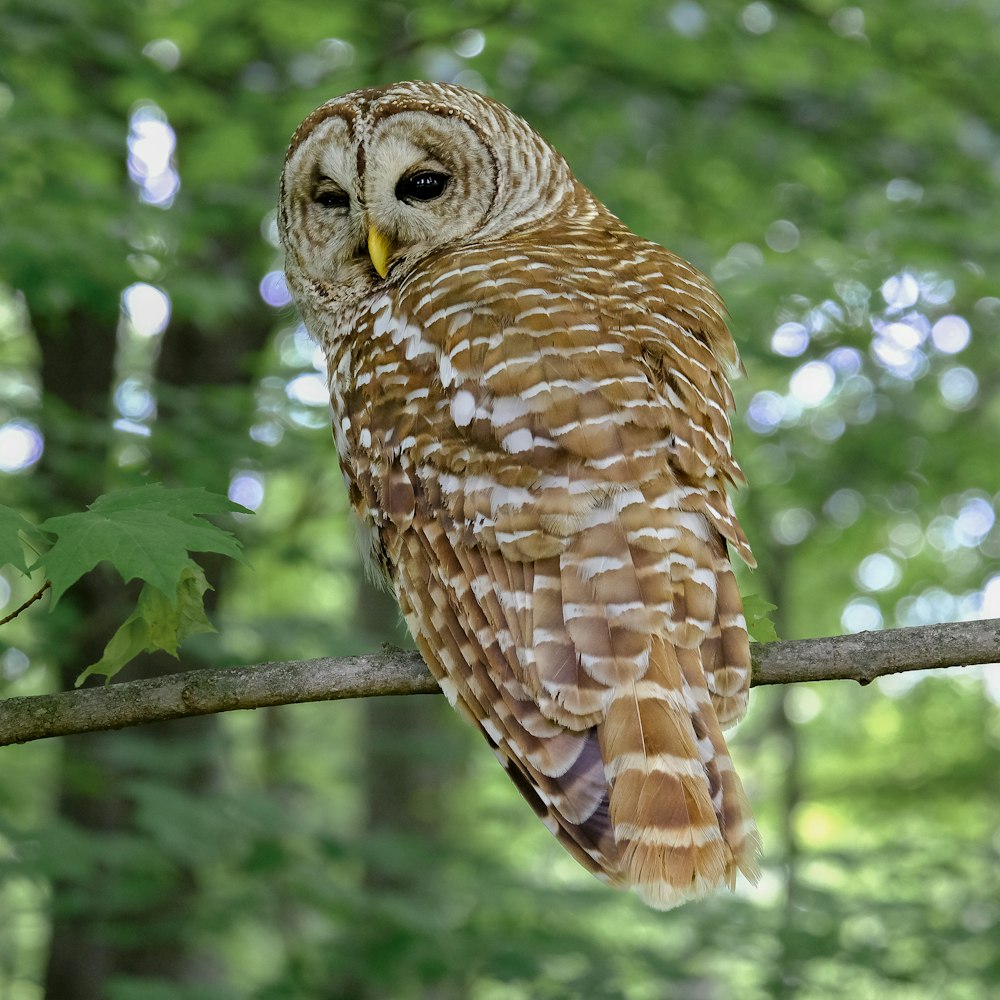 eine Eule, die auf einem Ast in einem Wald sitzt