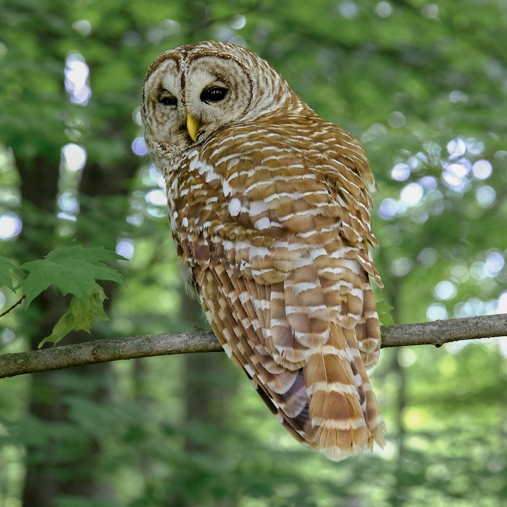 an owl sitting on a branch in a forest