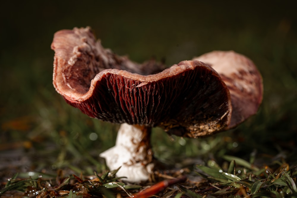 a close up of a mushroom on the ground