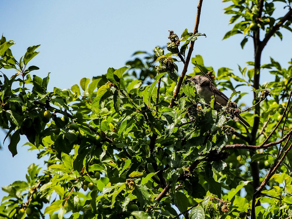 a bird is sitting in a tree branch