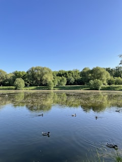 A serene pond reflecting the blue sky, surrounded by chickens enjoying a sunny day.