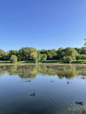 A serene pond reflecting surrounding greenery and a family of ducks swimming