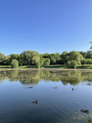 A serene pond reflecting surrounding greenery and a family of ducks swimming gently.