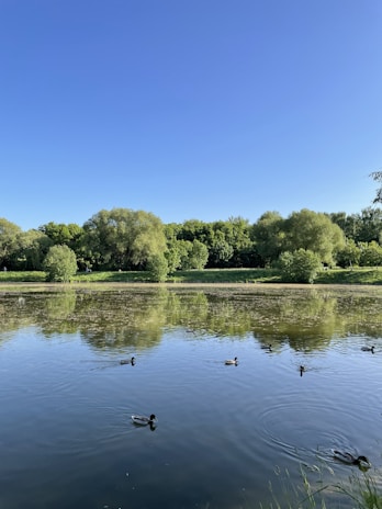 A serene pond with ducks swimming peacefully under a bright blue sky in Kauffman, Texas.