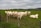 a herd of cattle standing on top of a lush green field