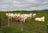 a herd of cattle standing on top of a lush green field