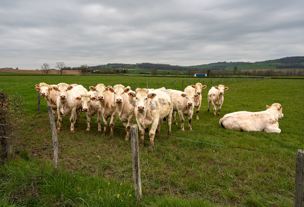um rebanho de gado em cima de um campo verde exuberante