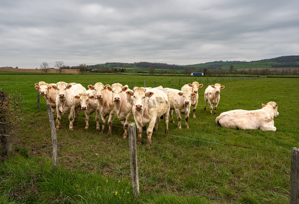 a herd of cattle standing on top of a lush green field