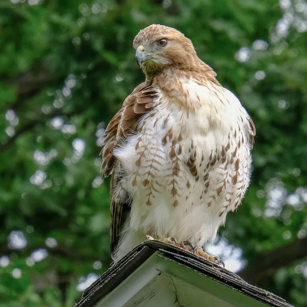 un oiseau brun et blanc assis sur un toit