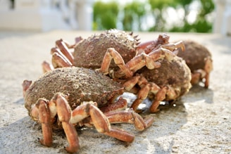 a group of crabs sitting on top of a cement ground