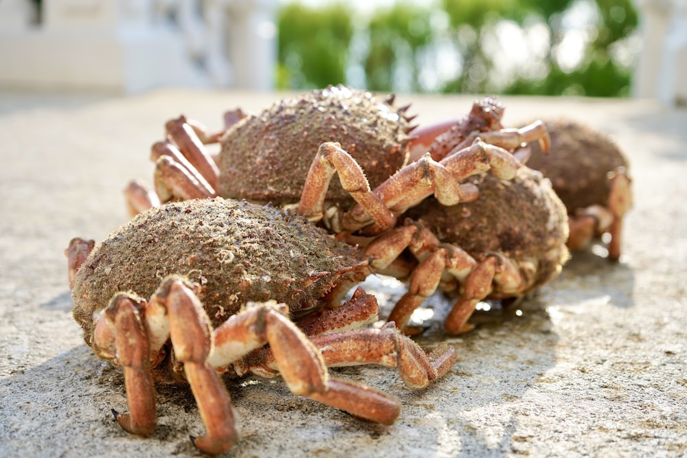 a group of crabs sitting on top of a cement ground
