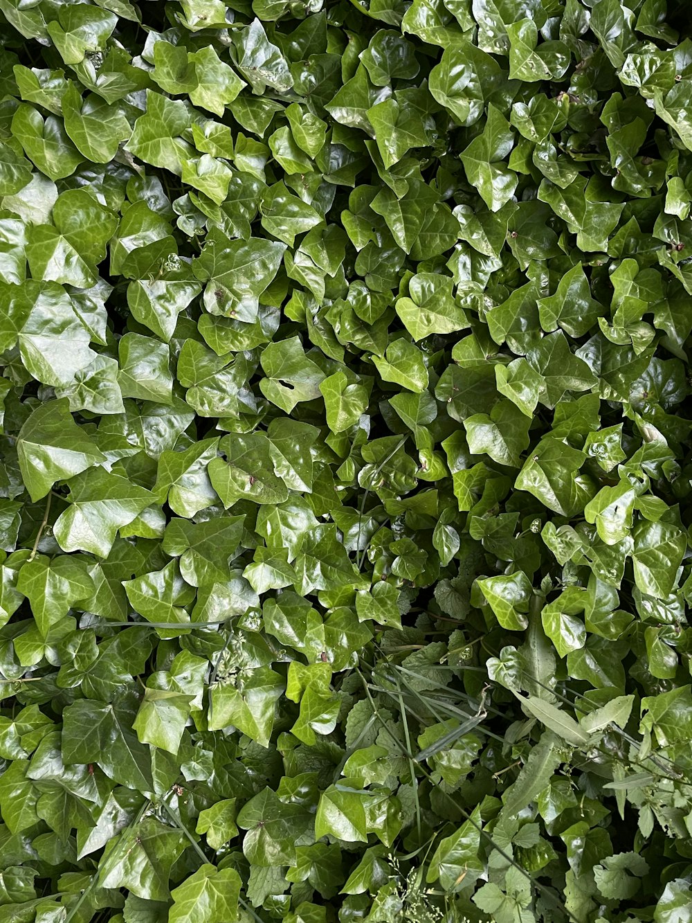 um close up de uma planta verde com muitas folhas