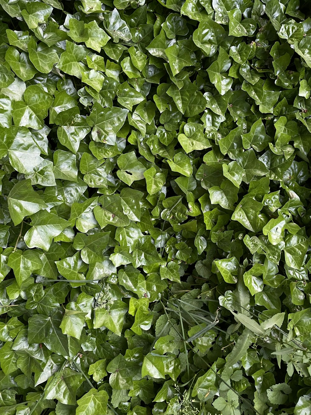Un primo piano di una pianta verde con molte foglie