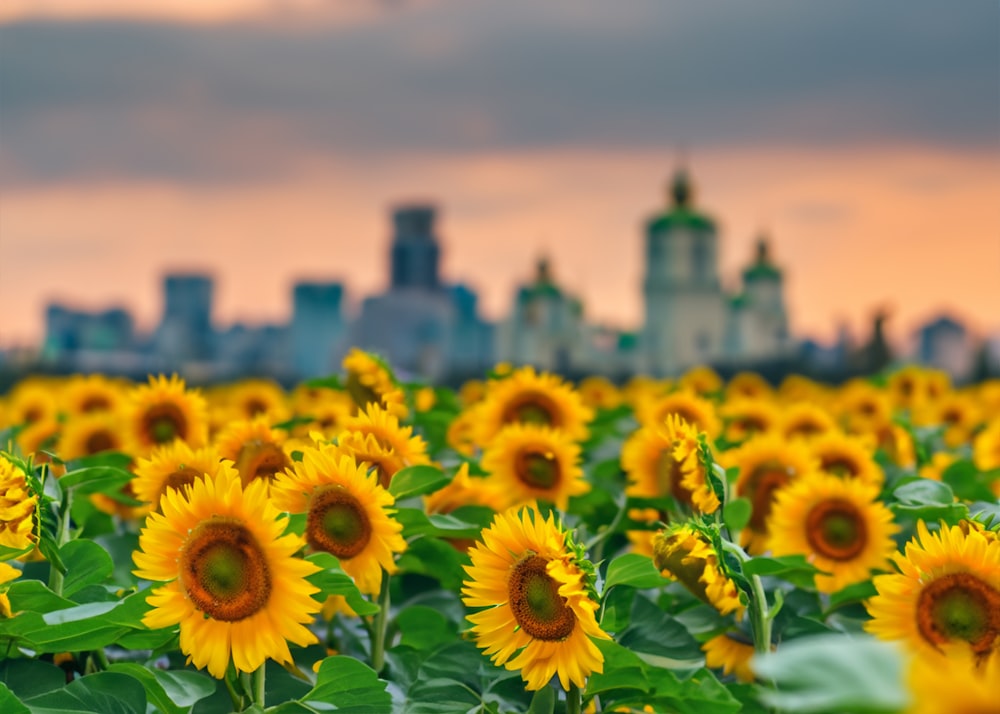 a field of sunflowers with a city in the background