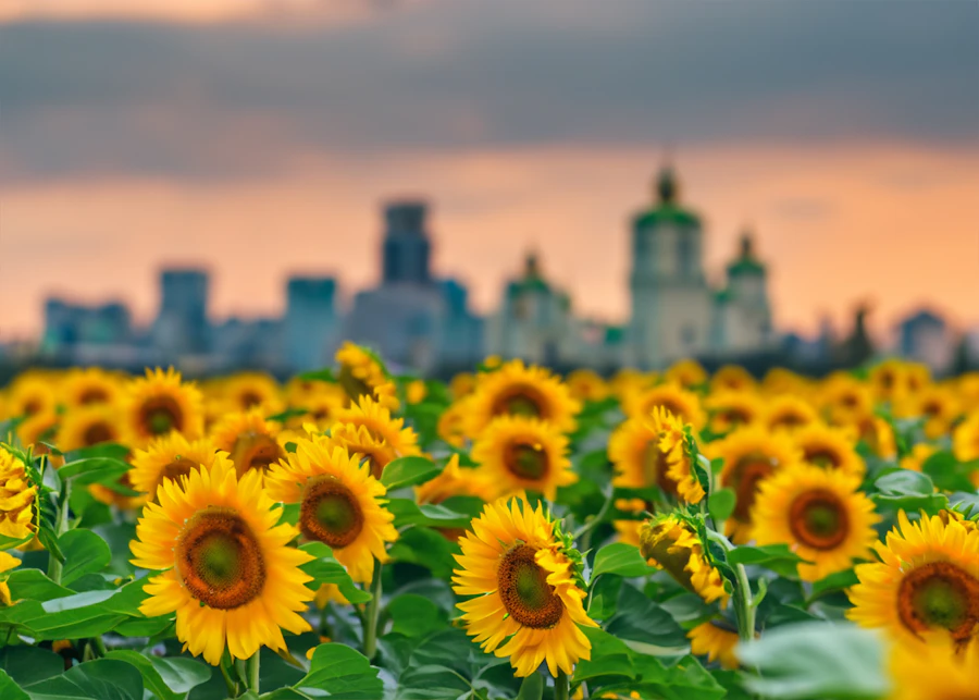 Sunflowers with a city skyline