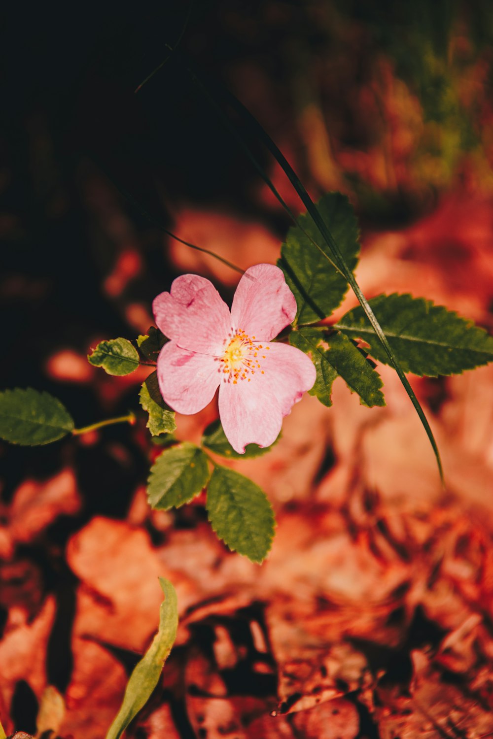a pink flower with green leaves on the ground