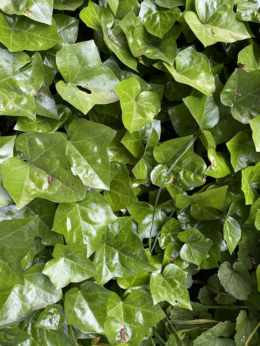 Un primer plano de una planta verde con hojas