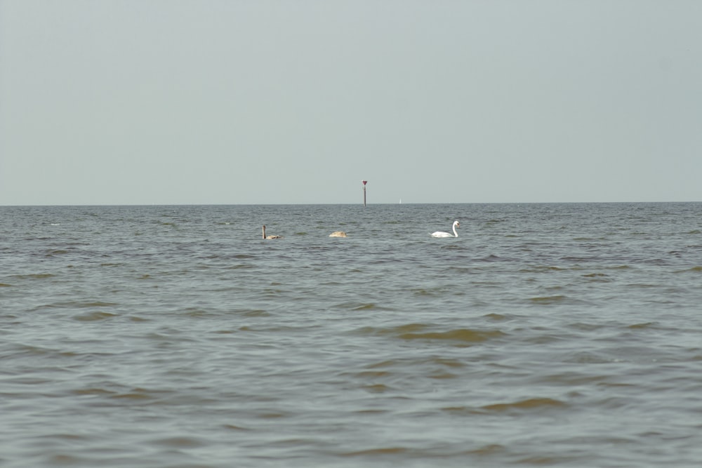 a couple of swans swimming in a large body of water