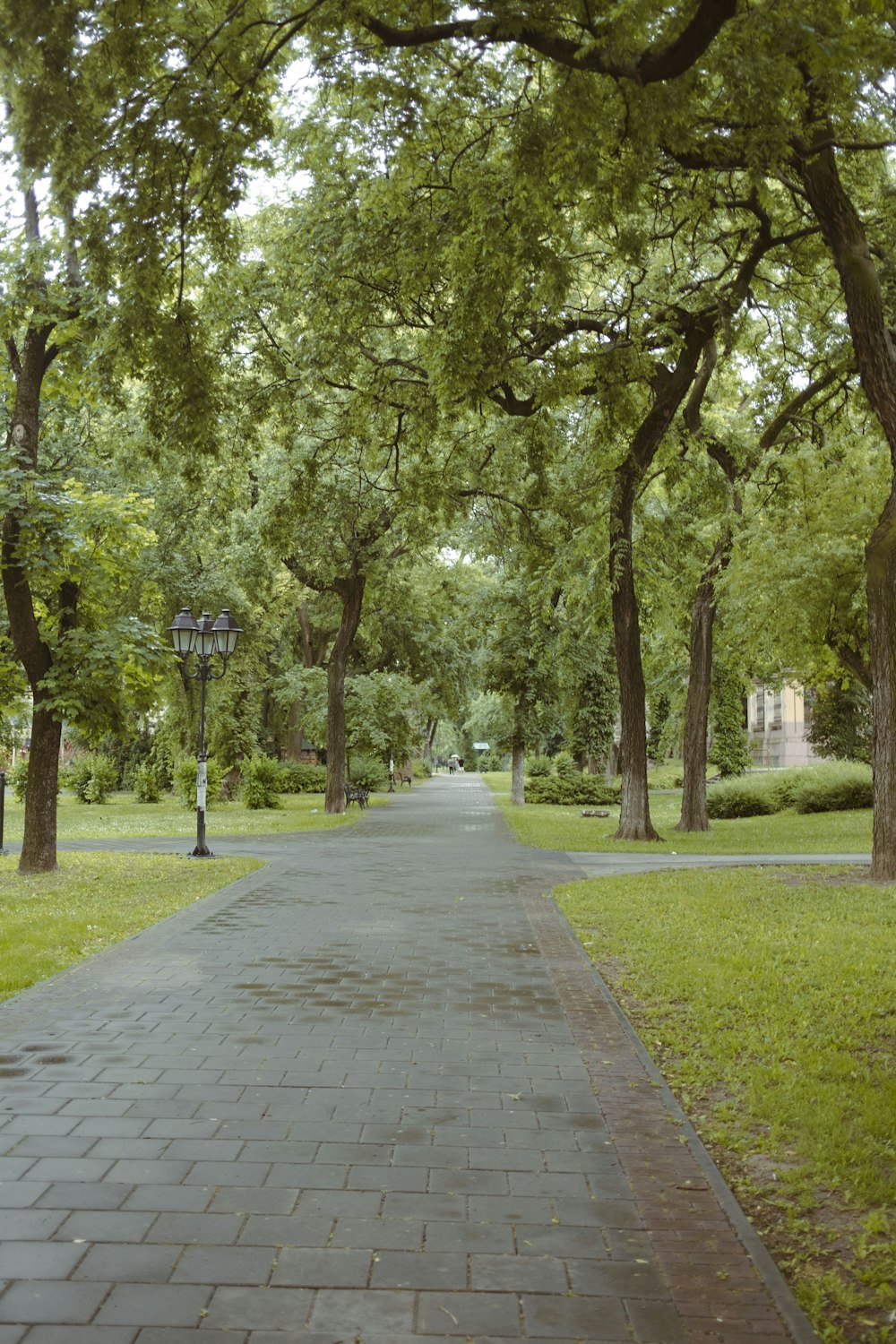 a walkway in a park with lots of trees