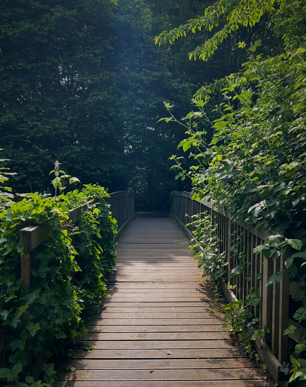 a wooden walkway surrounded by lush green trees