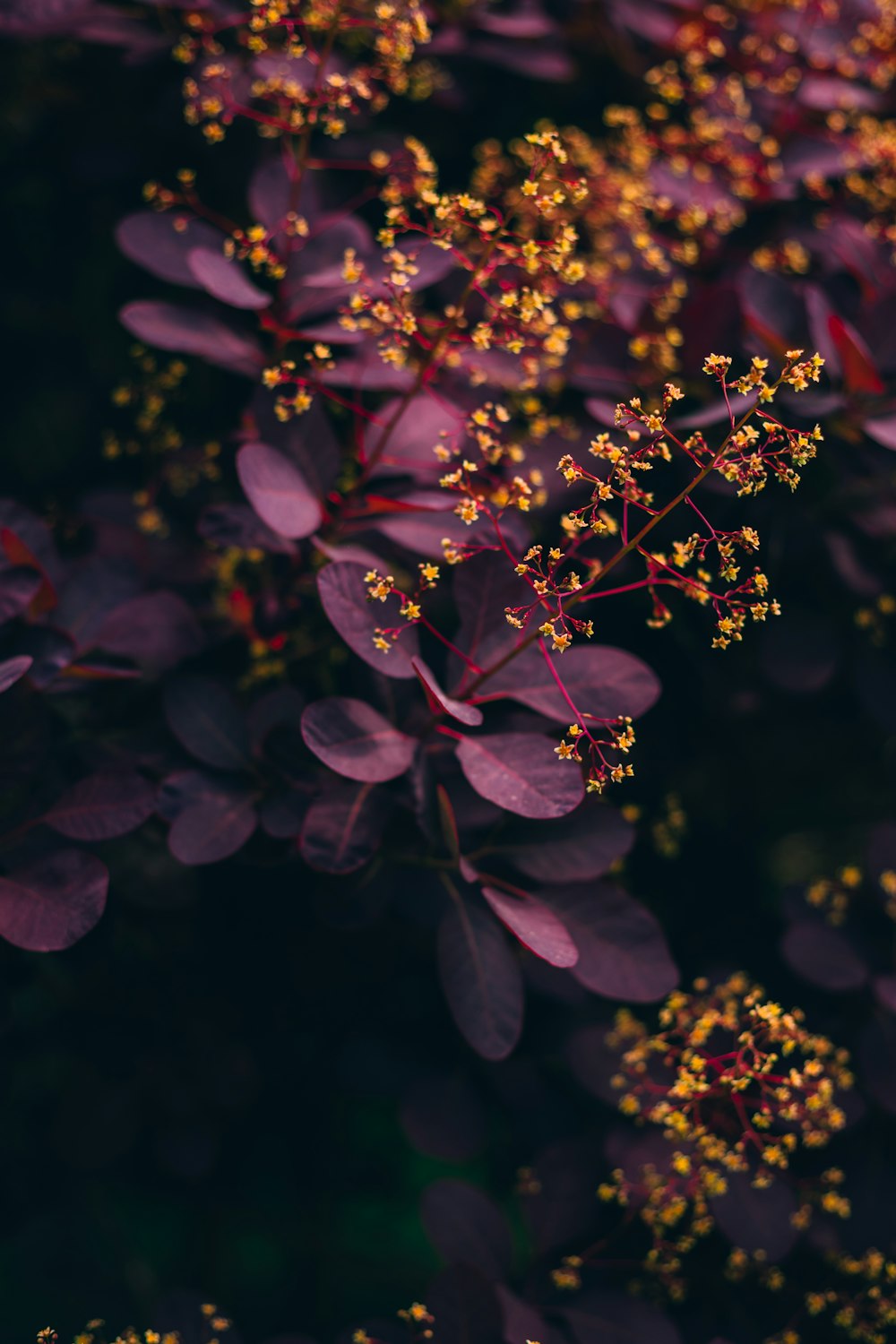 a close up of a bunch of purple flowers