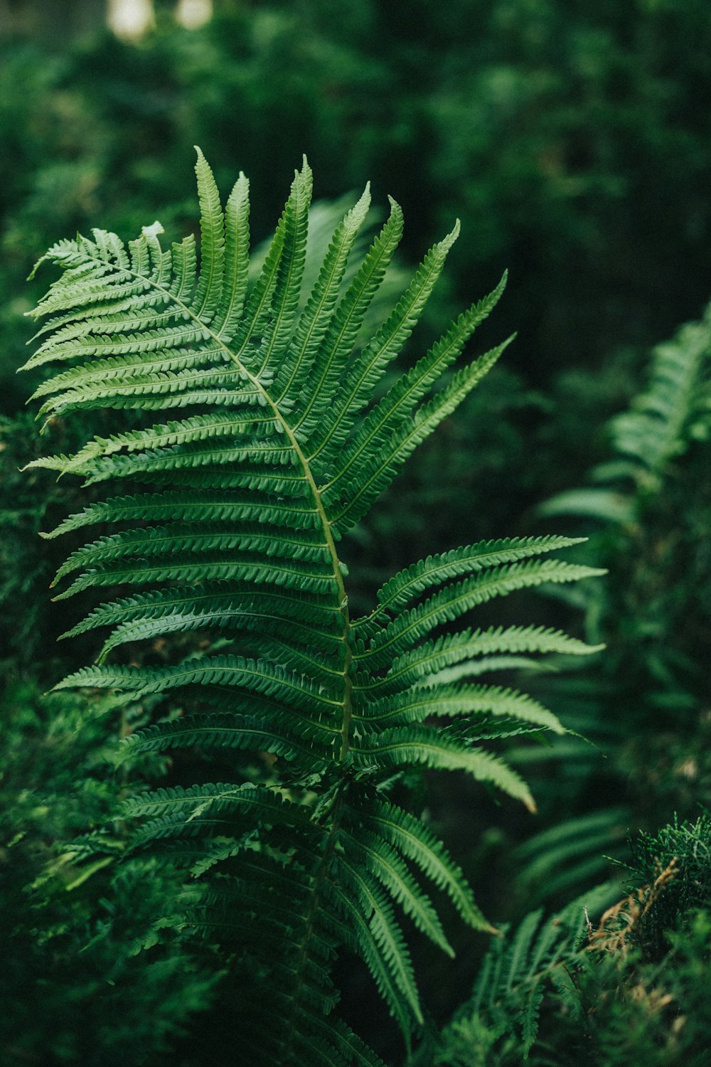 a close up of a fern leaf in a forest