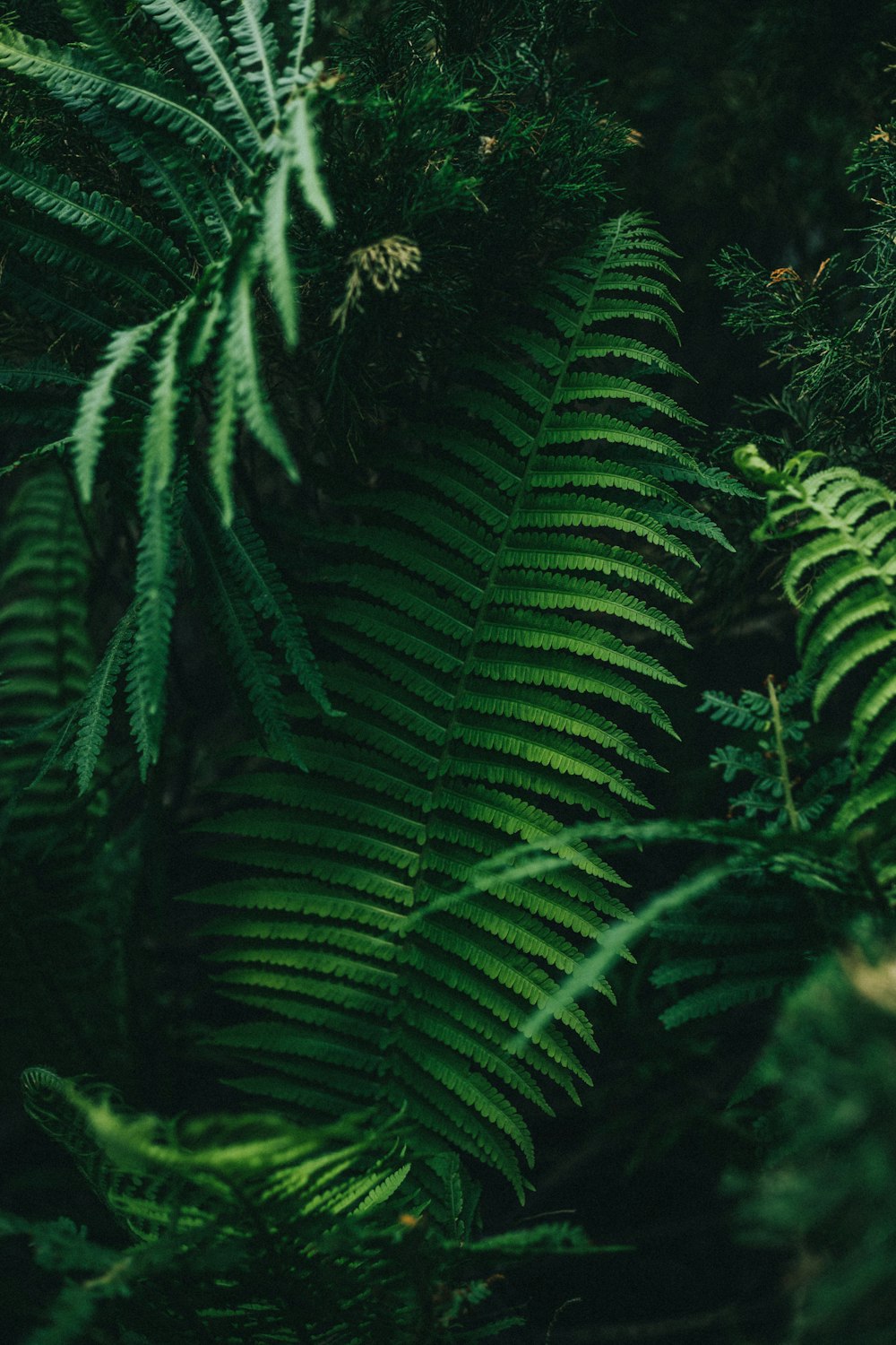 a close up of a green plant with lots of leaves