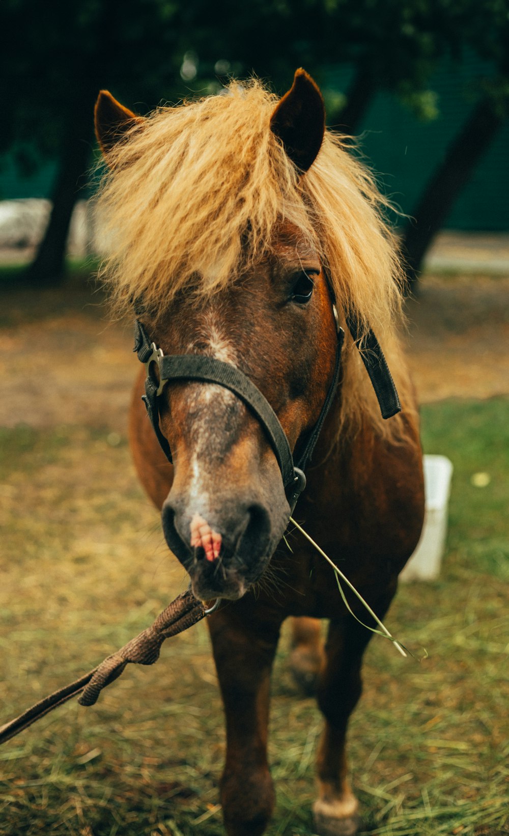 un cheval brun aux cheveux blonds tenant un bâton