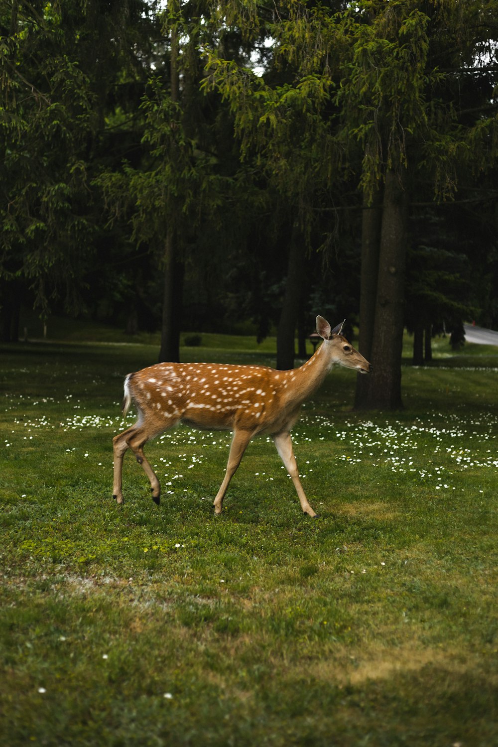 a small deer is walking through the grass