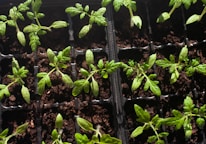 Several small green seedlings are planted in individual compartments of a black tray filled with rich, dark soil. The plants have delicate stems and thin, bright green leaves.