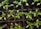 Several small green seedlings are planted in individual compartments of a black tray filled with rich, dark soil. The plants have delicate stems and thin, bright green leaves.