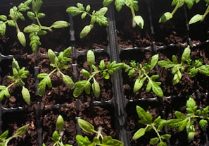 Several small green seedlings are planted in individual compartments of a black tray filled with rich, dark soil. The plants have delicate stems and thin, bright green leaves.