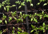 Several small green seedlings are planted in individual compartments of a black tray filled with rich, dark soil. The plants have delicate stems and thin, bright green leaves.