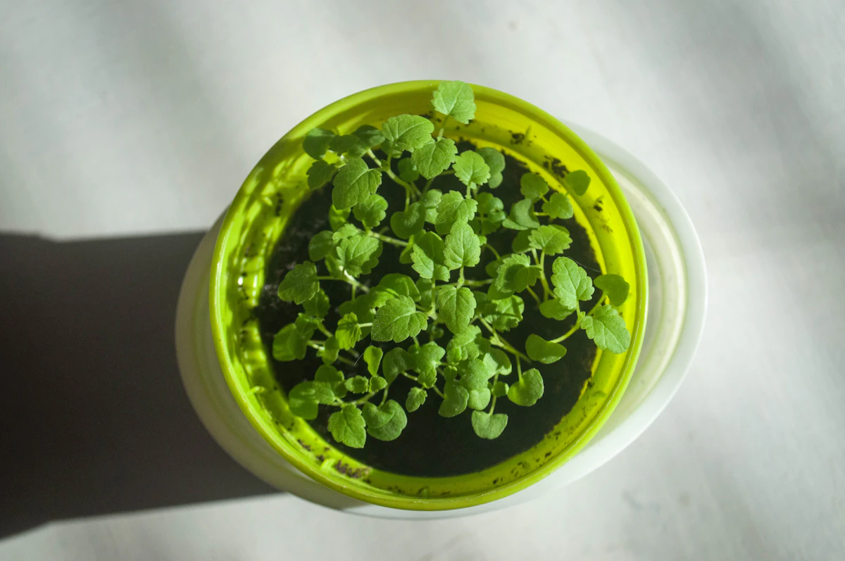 Microgreens Growing at Home India Beginner Guide