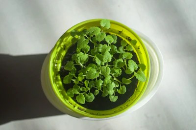 Microgreens Growing at Home India Beginner Guide