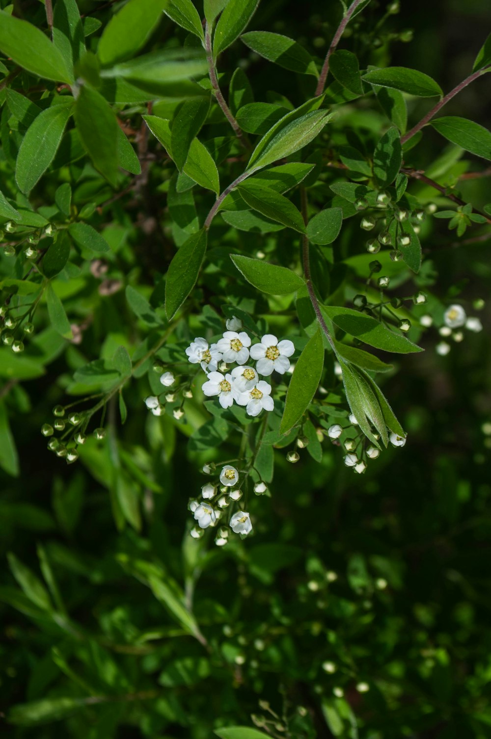 a bunch of small white flowers growing on a tree