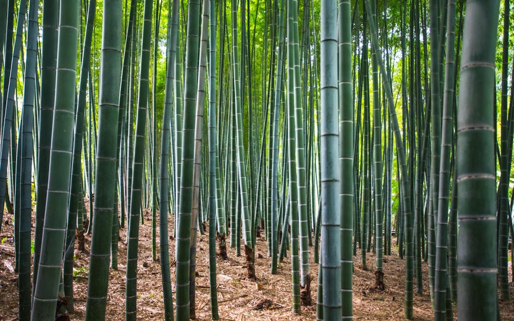 a group of tall bamboo trees in a forest